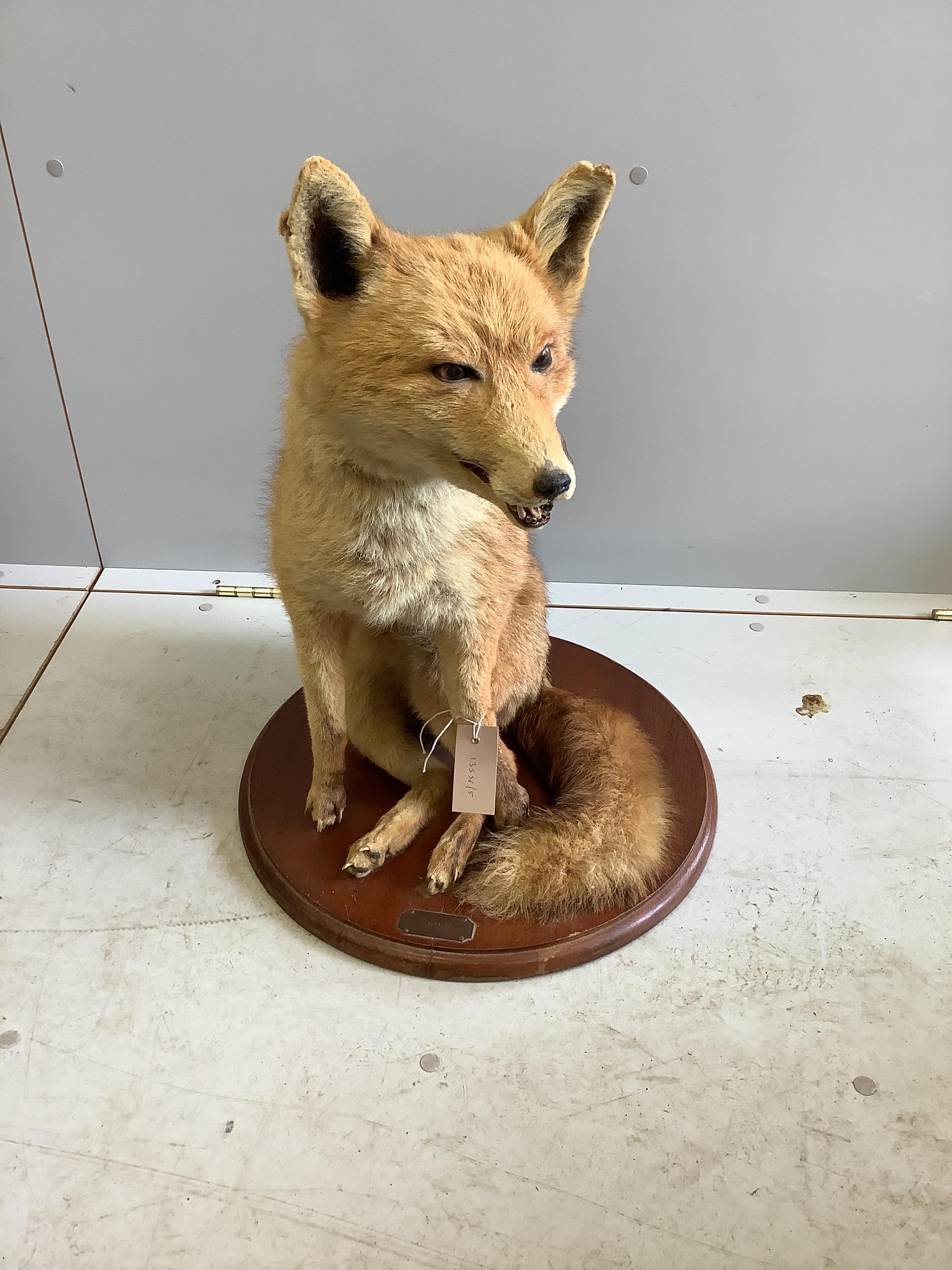 A taxidermic seated fox on circular wood plinth, height 60cm
